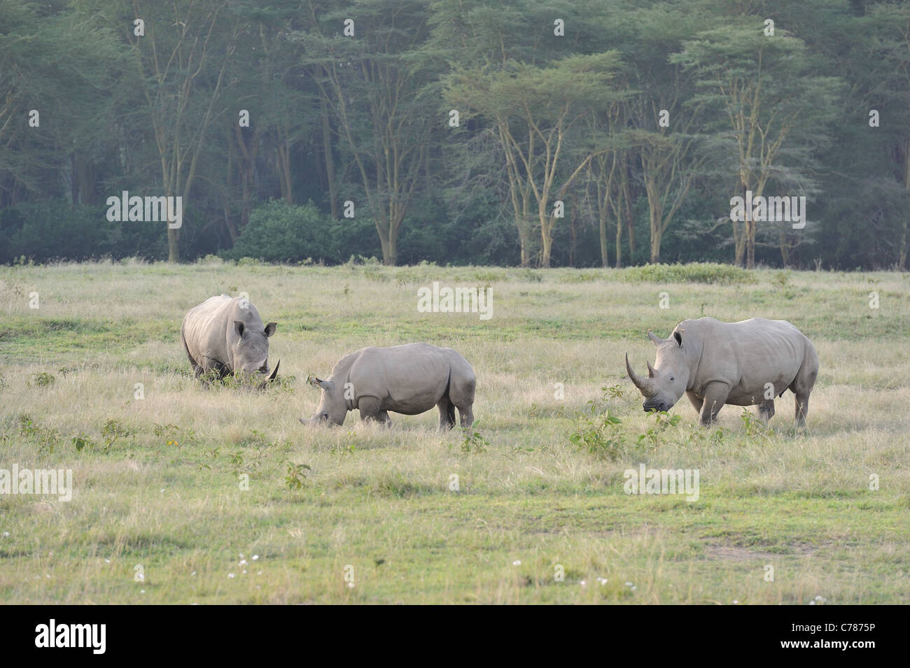 Rinoceronte bianco del sud - Piazza a labbro rinoceronte (Ceratotherium simum simum) gruppo pascolo a Nakuru NP Foto Stock