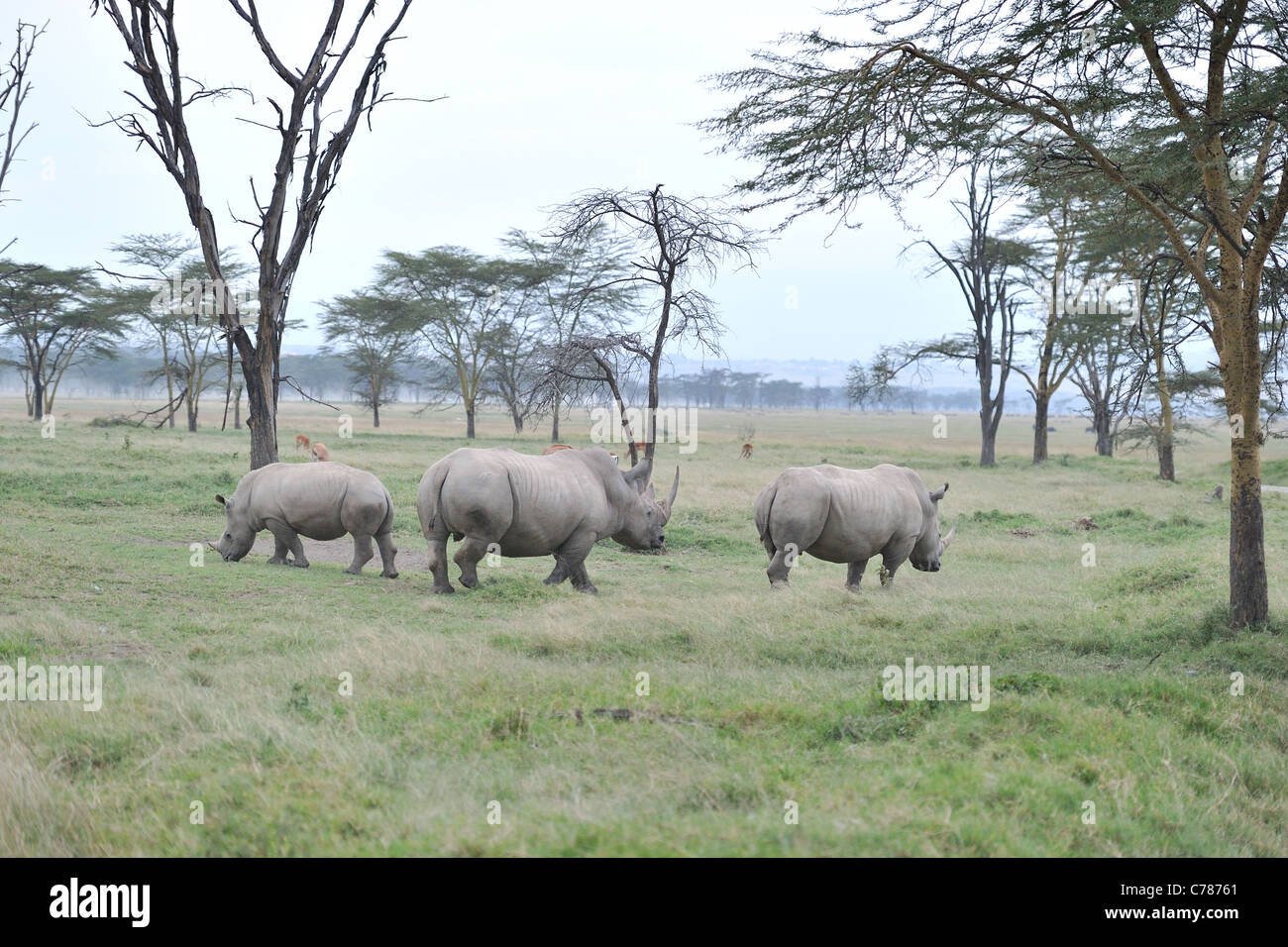 Rinoceronte bianco del sud - Piazza a labbro rinoceronte (Ceratotherium simum simum) gruppo a piedi a Nakuru NP Foto Stock