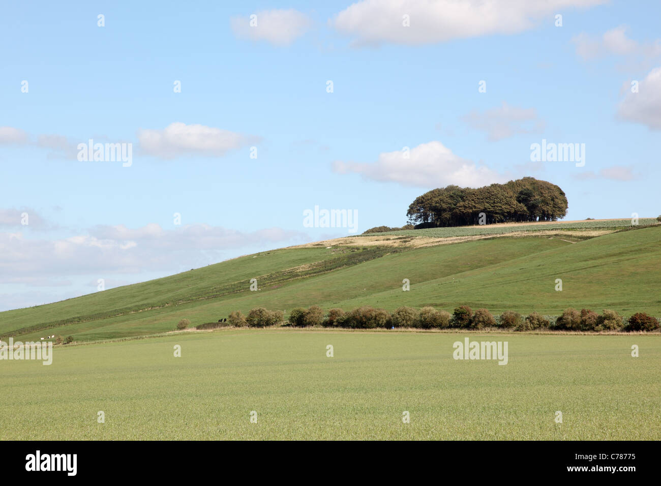 Hackpen Hill, Marlborough Downs, Wiltshire, Inghilterra, Regno Unito Foto Stock