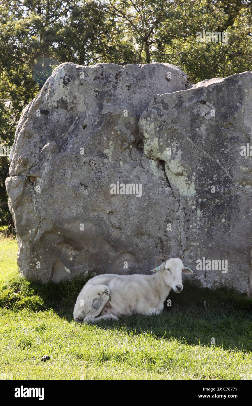 Una pecora che riposa all'ombra di una pietra eretta a Avebury Stone Circle, Wiltshire, Inghilterra, Regno Unito Foto Stock