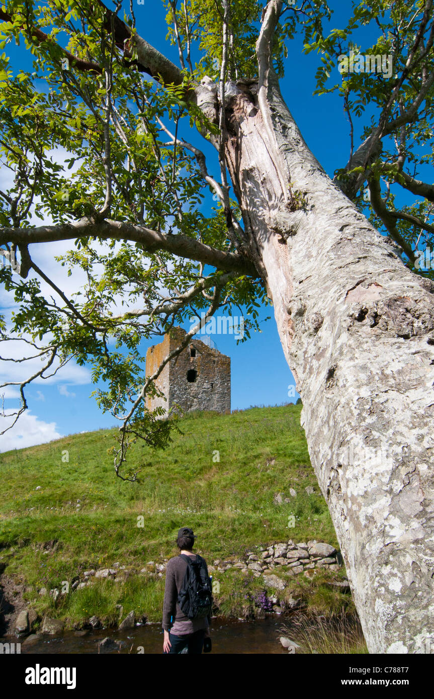 Guardando attraverso Rowan tree (Sorbus aucuparia) Torre Dryhope Foto Stock