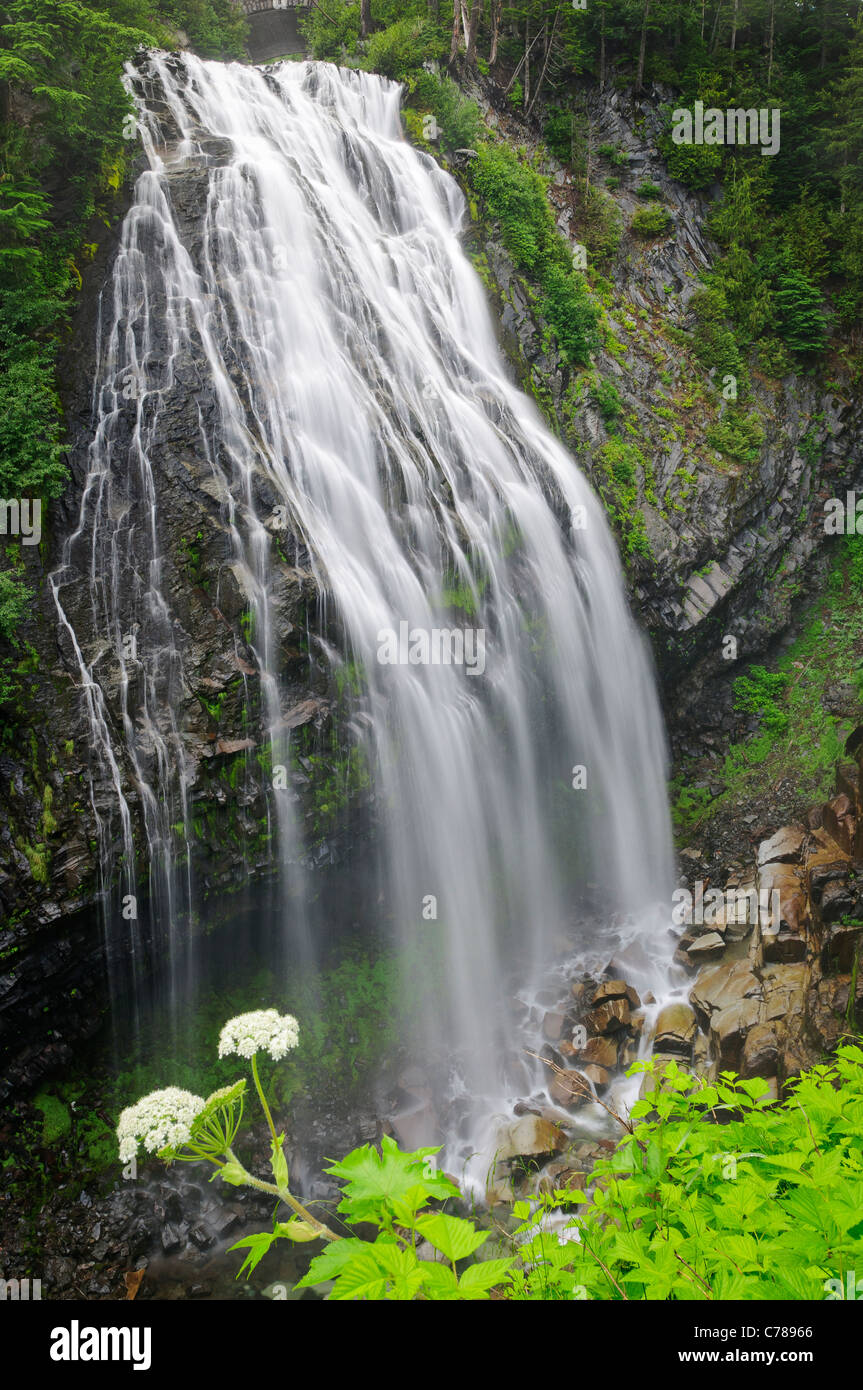 Narada Falls e cow pastinaca; il Parco Nazionale del Monte Rainier, Washington. Foto Stock