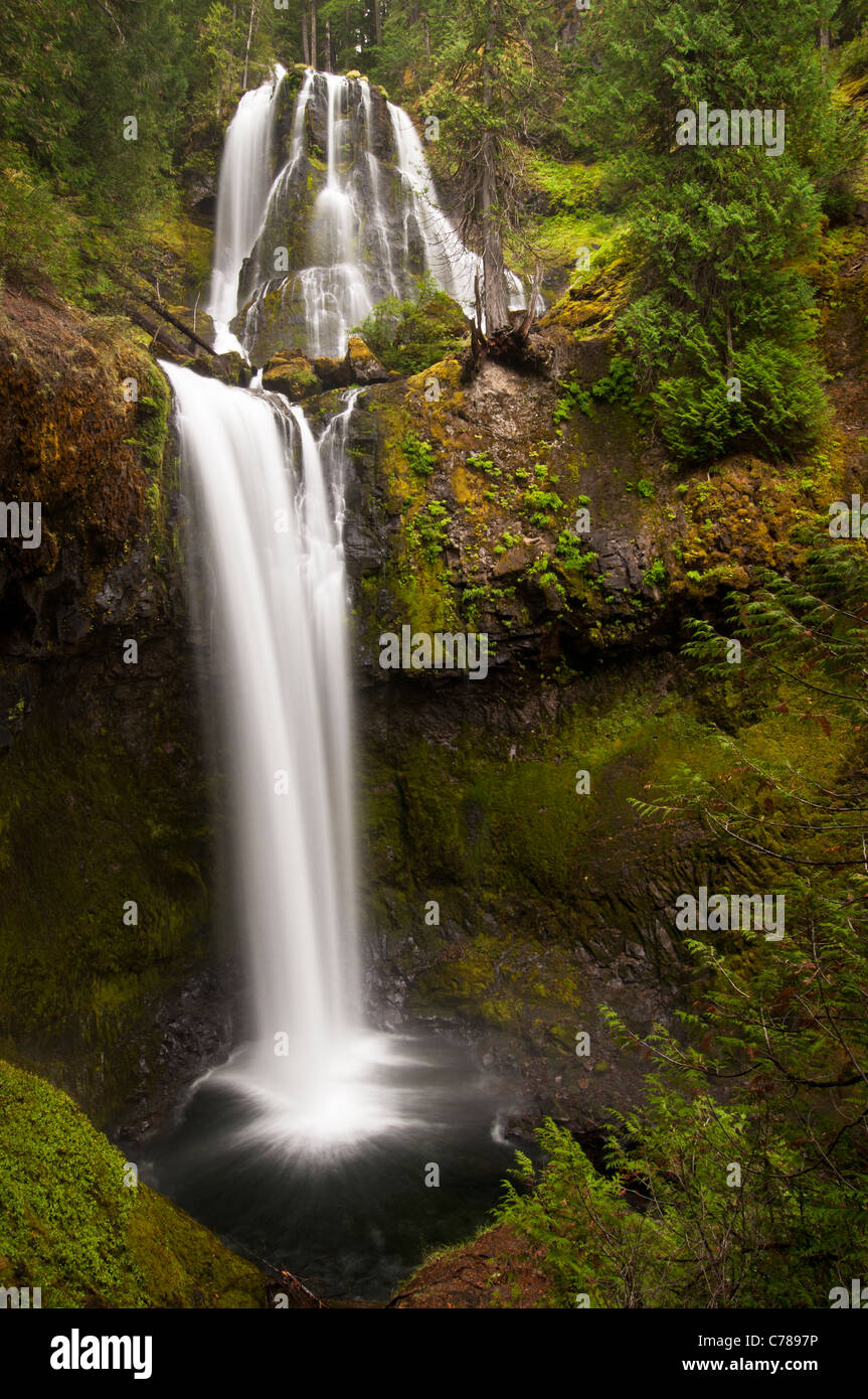 Falls Creek Falls, Wind River District, Gifford Pinchot National Forest, Washington. Foto Stock