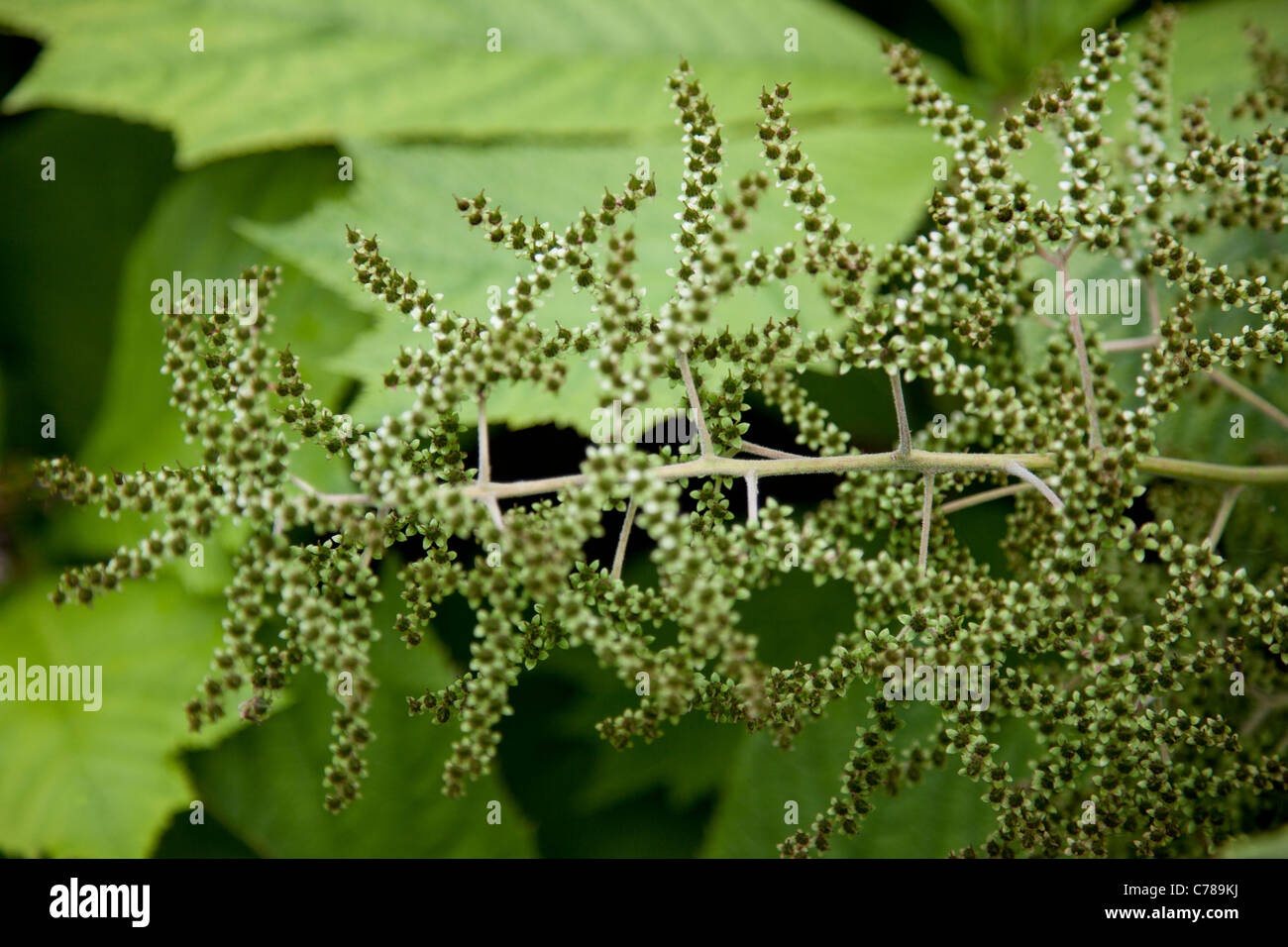 Piuttosto il ramo con semi e gemme Foto Stock