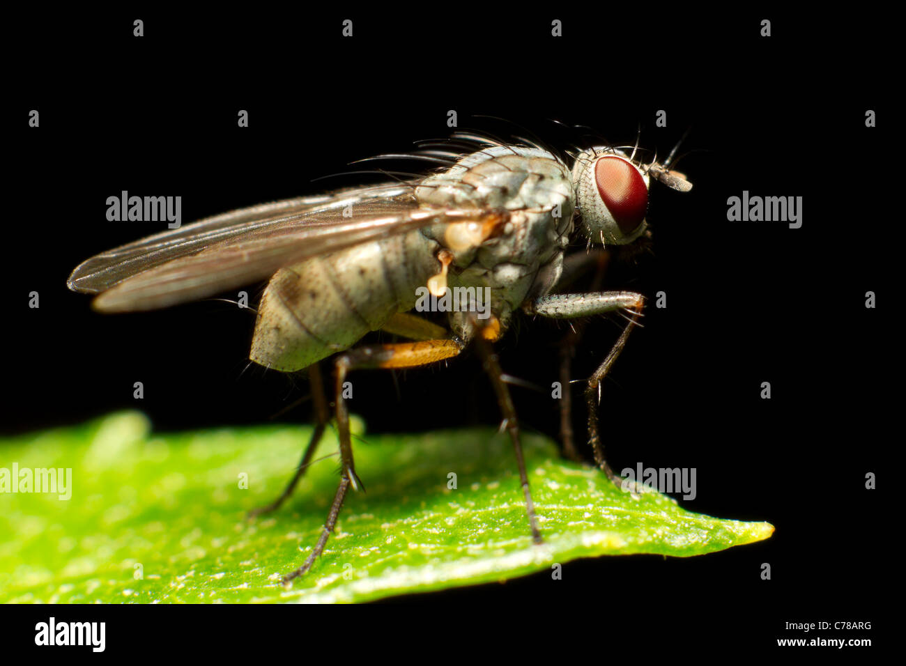 Vero le mosche sono insetti dell'ordine Ditteri si pone un singolo pare dell'ala Foto Stock