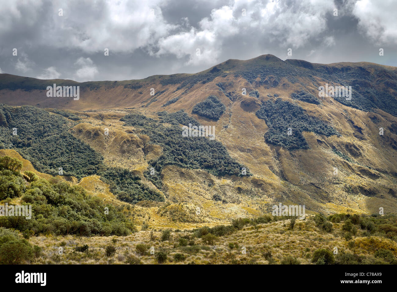 Altitudine elevata vegetazione nelle Ande ecuadoriane ricca vegetazione con diverse tonalità di verde e Cloud pesanti Foto Stock