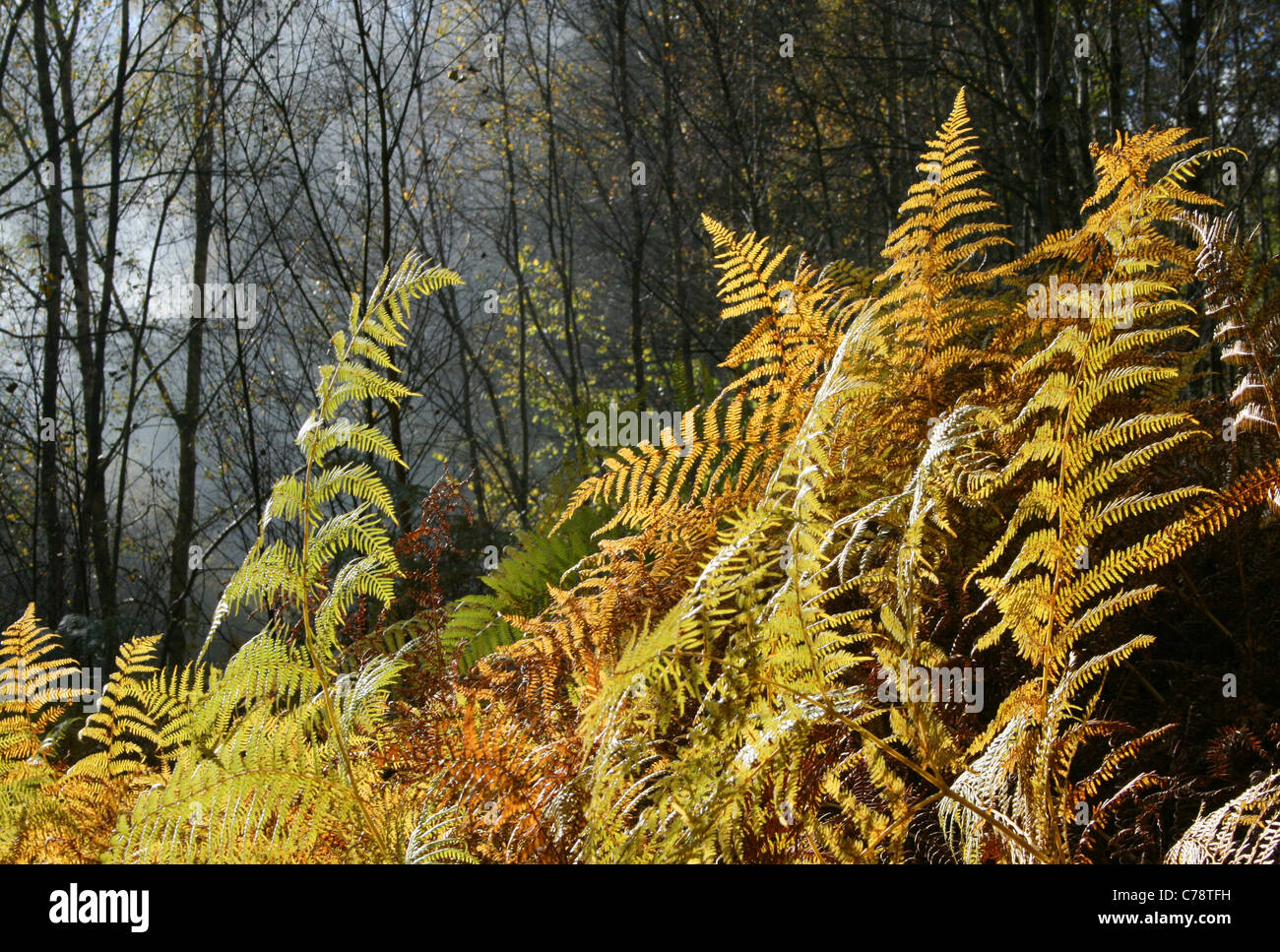 Colori autunnali in bracken (Pteridium aquilinum), boschi Bowdown riserva naturale, Berkshire. Foto Stock