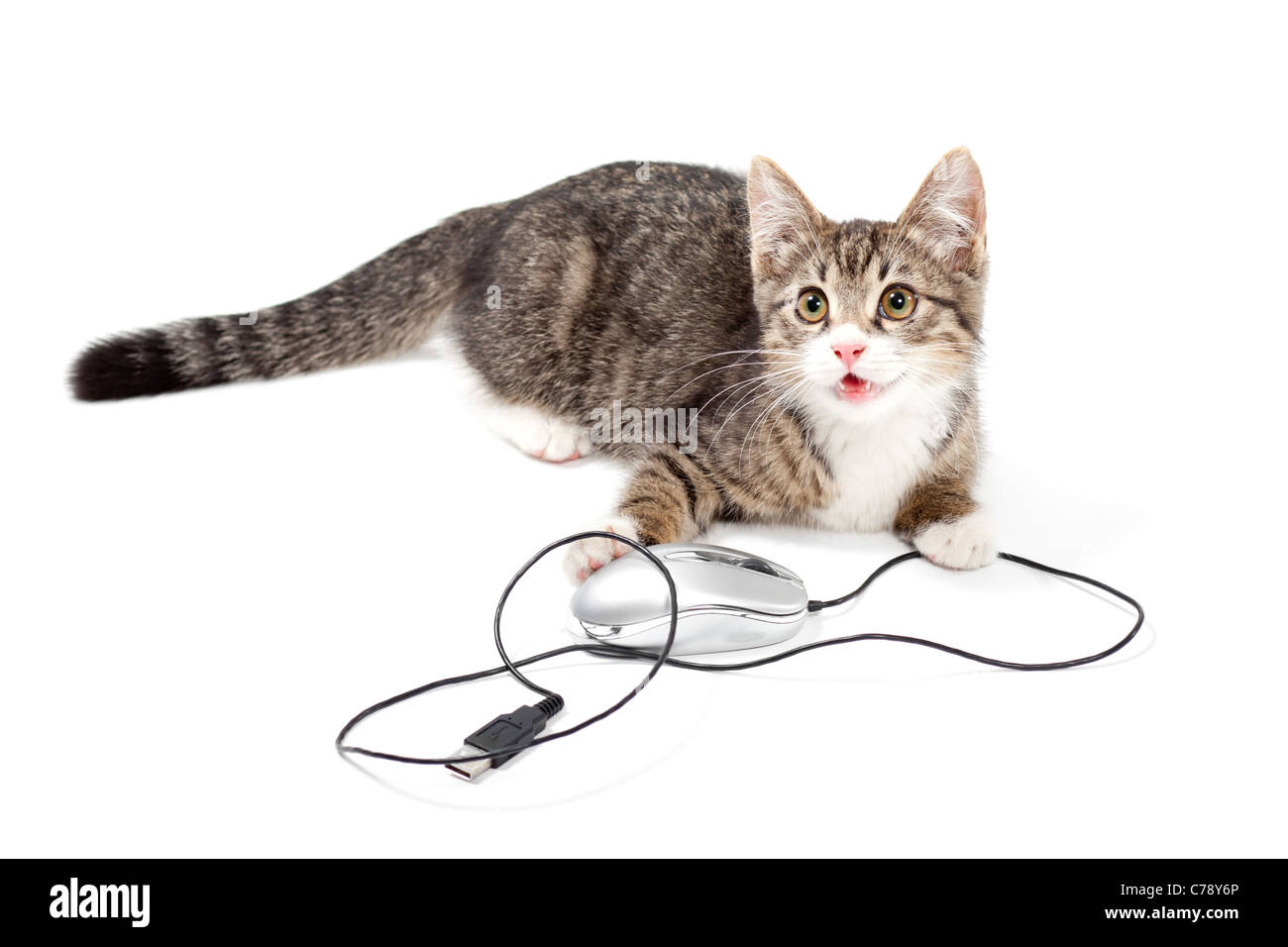 Giovani cat focus al mouse del computer su sfondo bianco Foto Stock