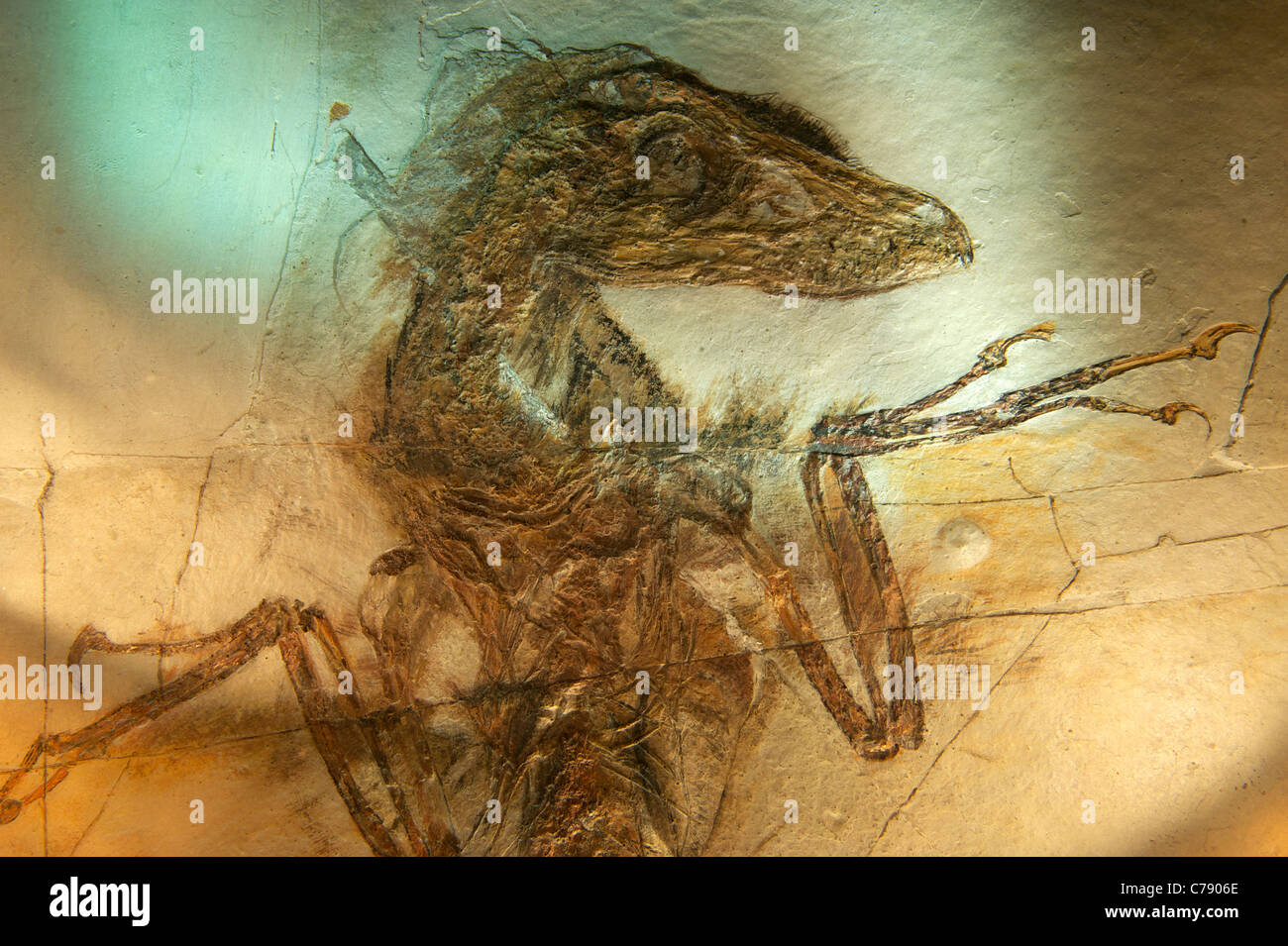 Sinornithosaurus immagini e fotografie stock ad alta risoluzione - Alamy