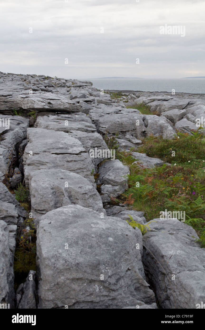 Pavimentazione in calcare a costa in The Burren, Co. Clare, Irlanda Foto Stock