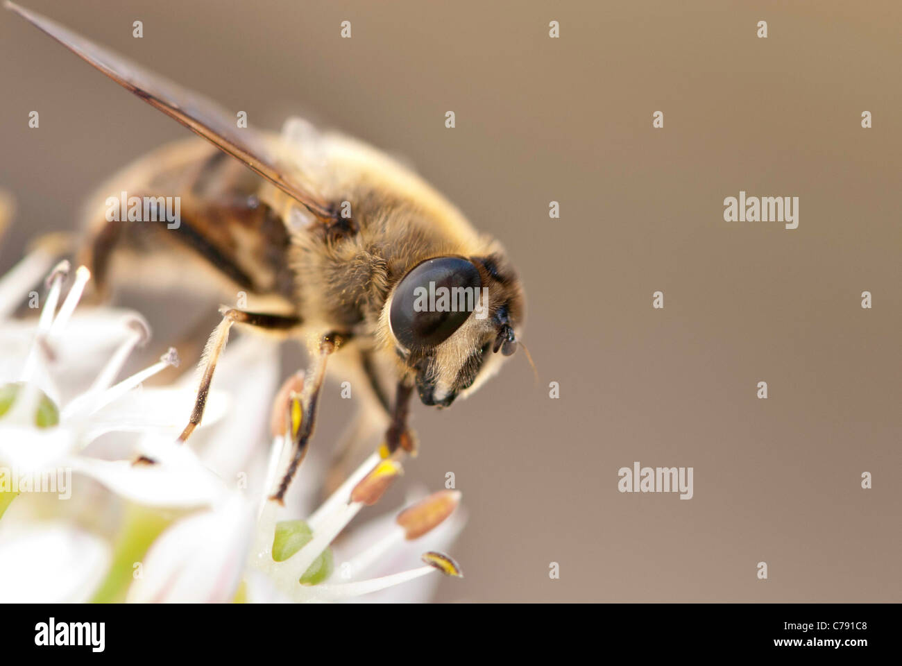 Hoverfly europea, noto anche come il fuco fly o Eristalis tenax, su un fiore bianco. Foto Stock