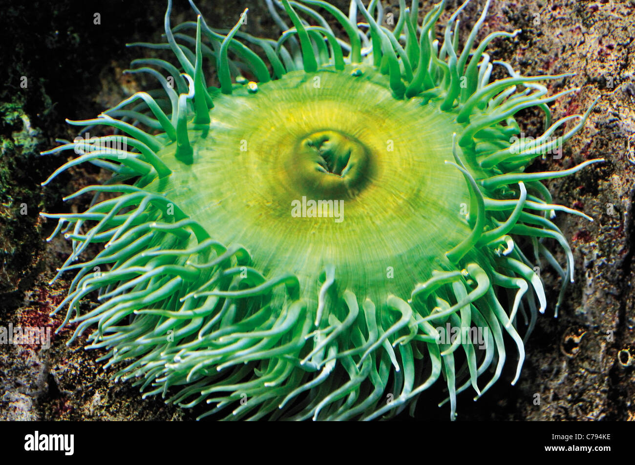 Il portogallo Lisbona: gigante anemone verde nell'Oceanario de Lisboa Foto Stock