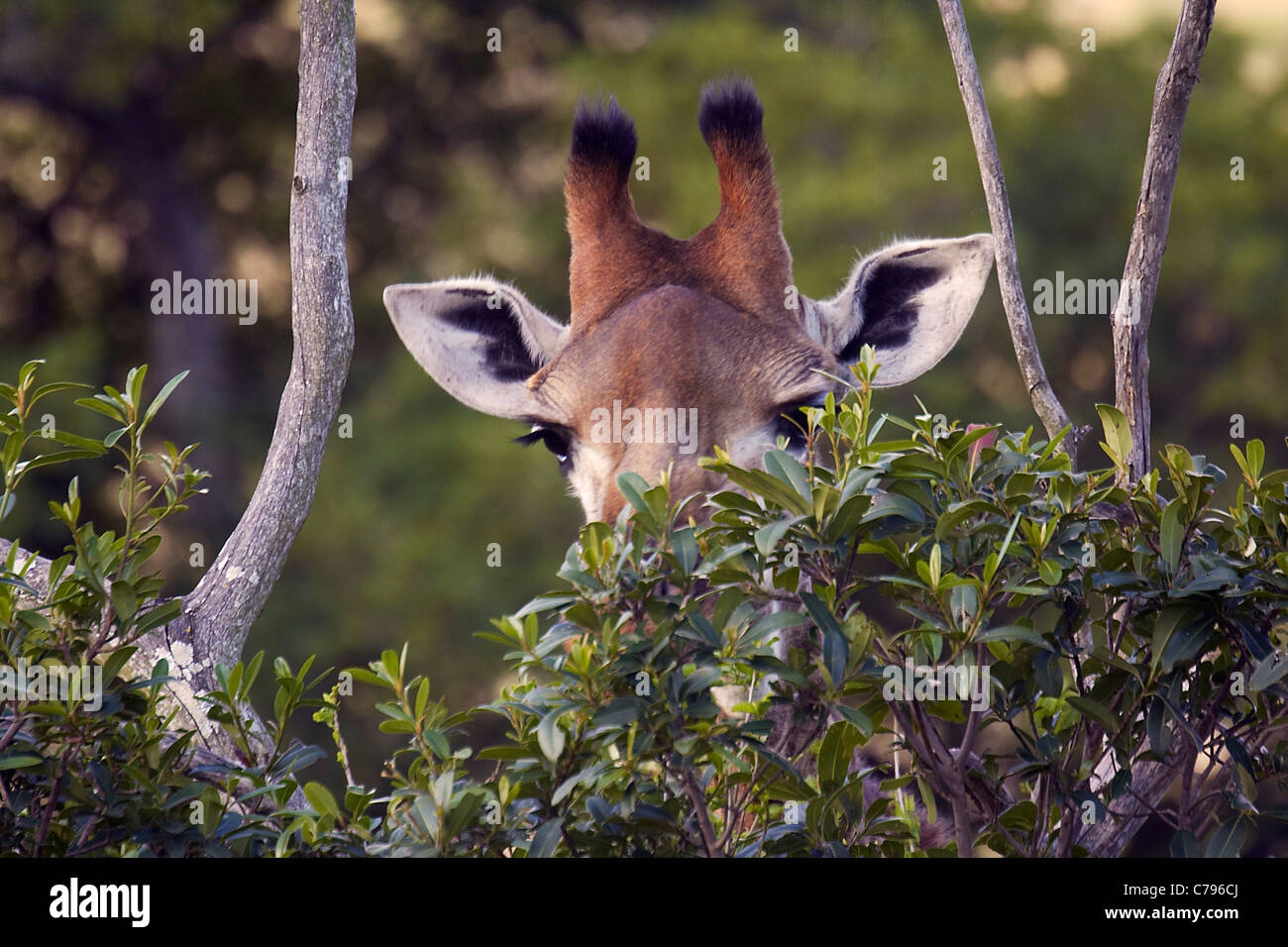 La giraffa in Hluhluwe-Umfolozi Game Reserve, KwaZulu-Natal, in Sudafrica. Foto Stock