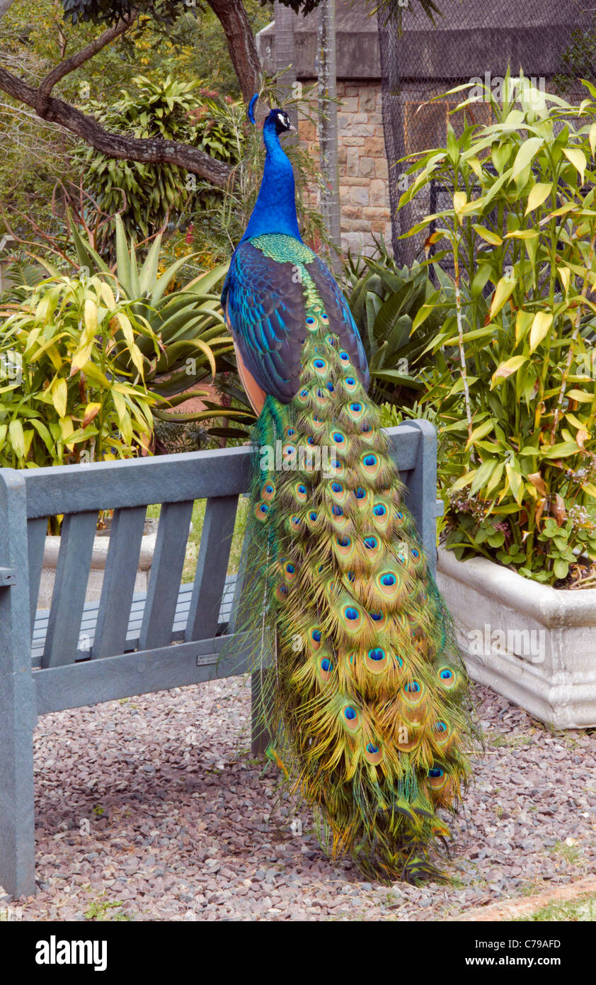 Peacock in Mitchell Park Zoo. Durban, KwaZulu-Natal, in Sudafrica. Foto Stock