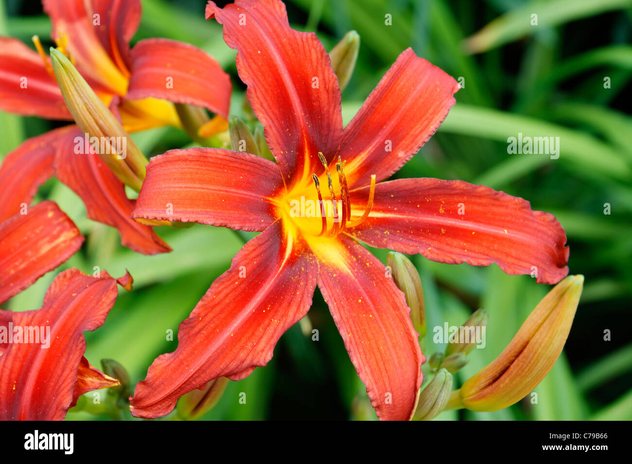 Giglio di giorno in bloom (Hemerocallis) in un giardino in giugno. Foto Stock