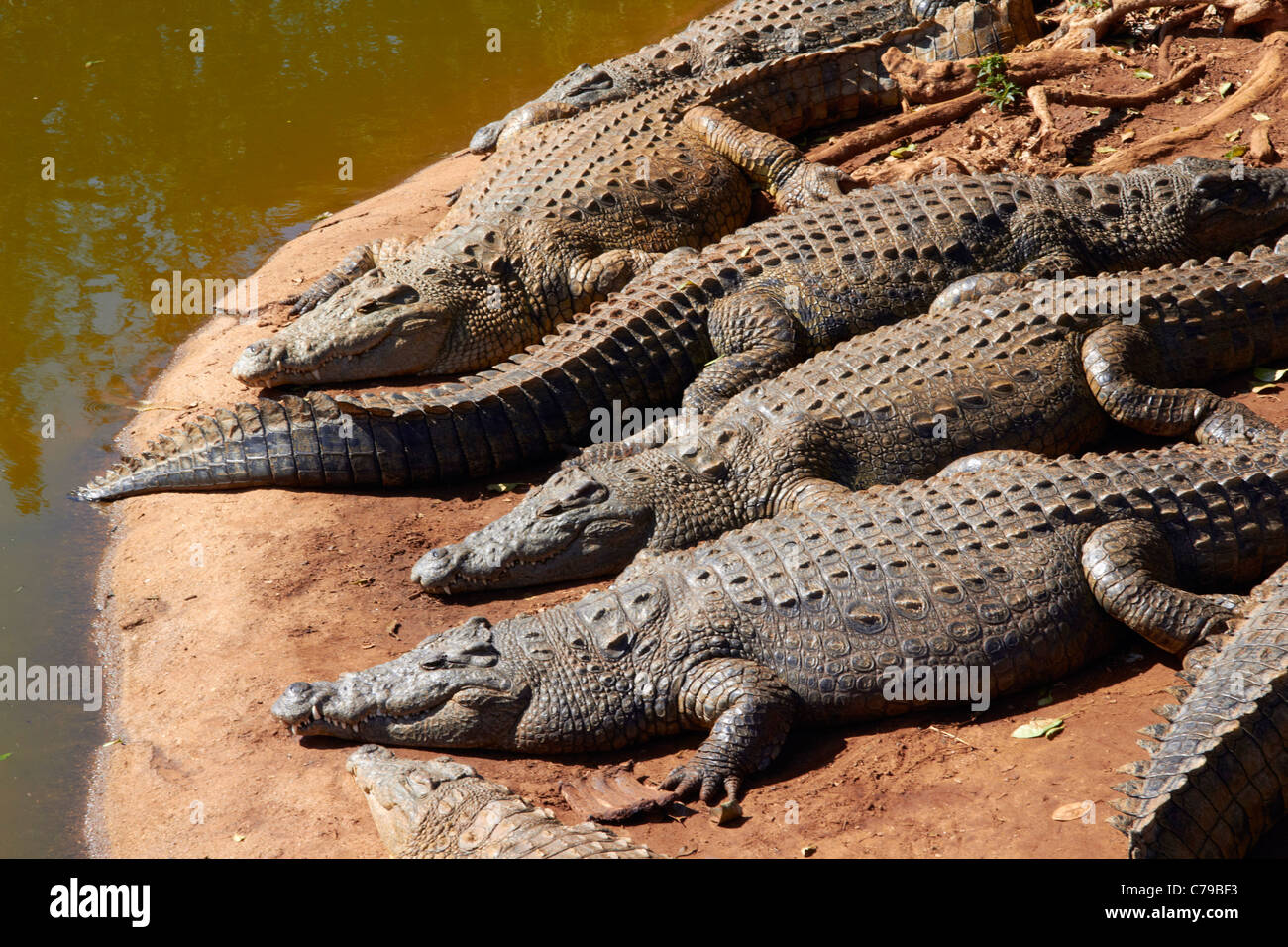 Coccodrilli del Nilo a Crocworld, vicino Scottburgh, KwaZulu-Natal, in Sudafrica. Foto Stock