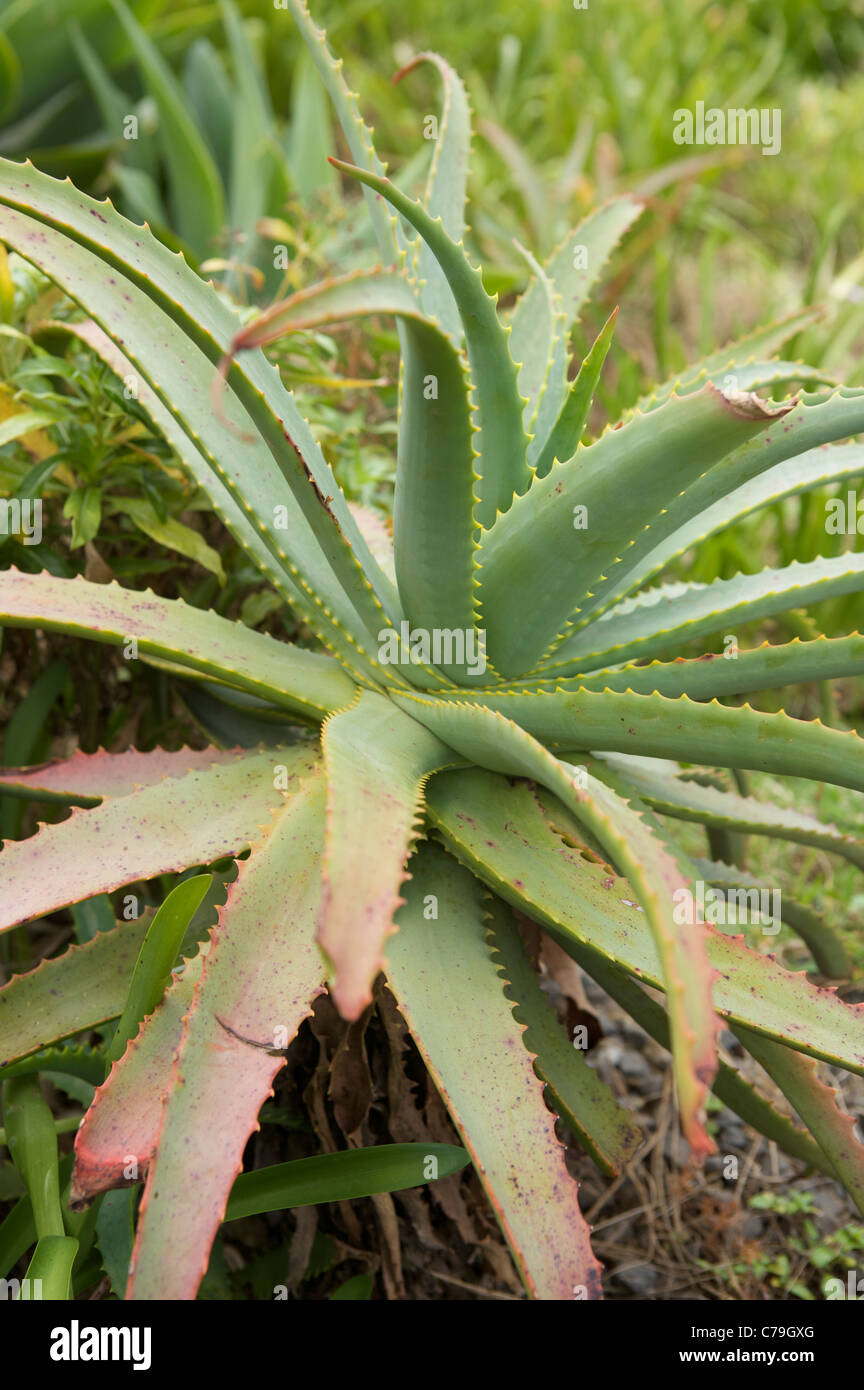 Aloe vera pianta in Madeira Portogallo Foto Stock