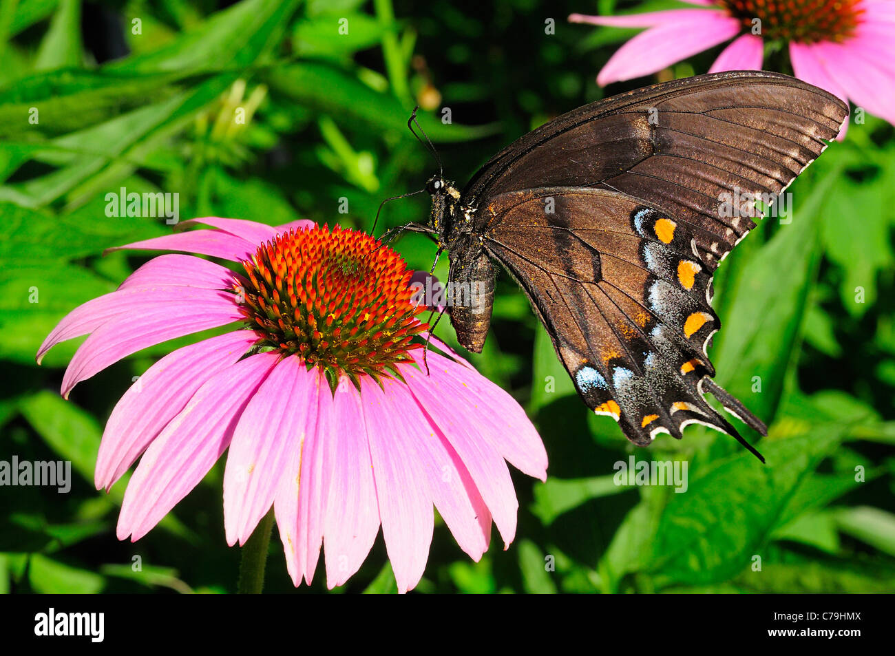 Orientale femmina a coda di rondine di Tiger butterfly sul cono viola fiore. Foto Stock