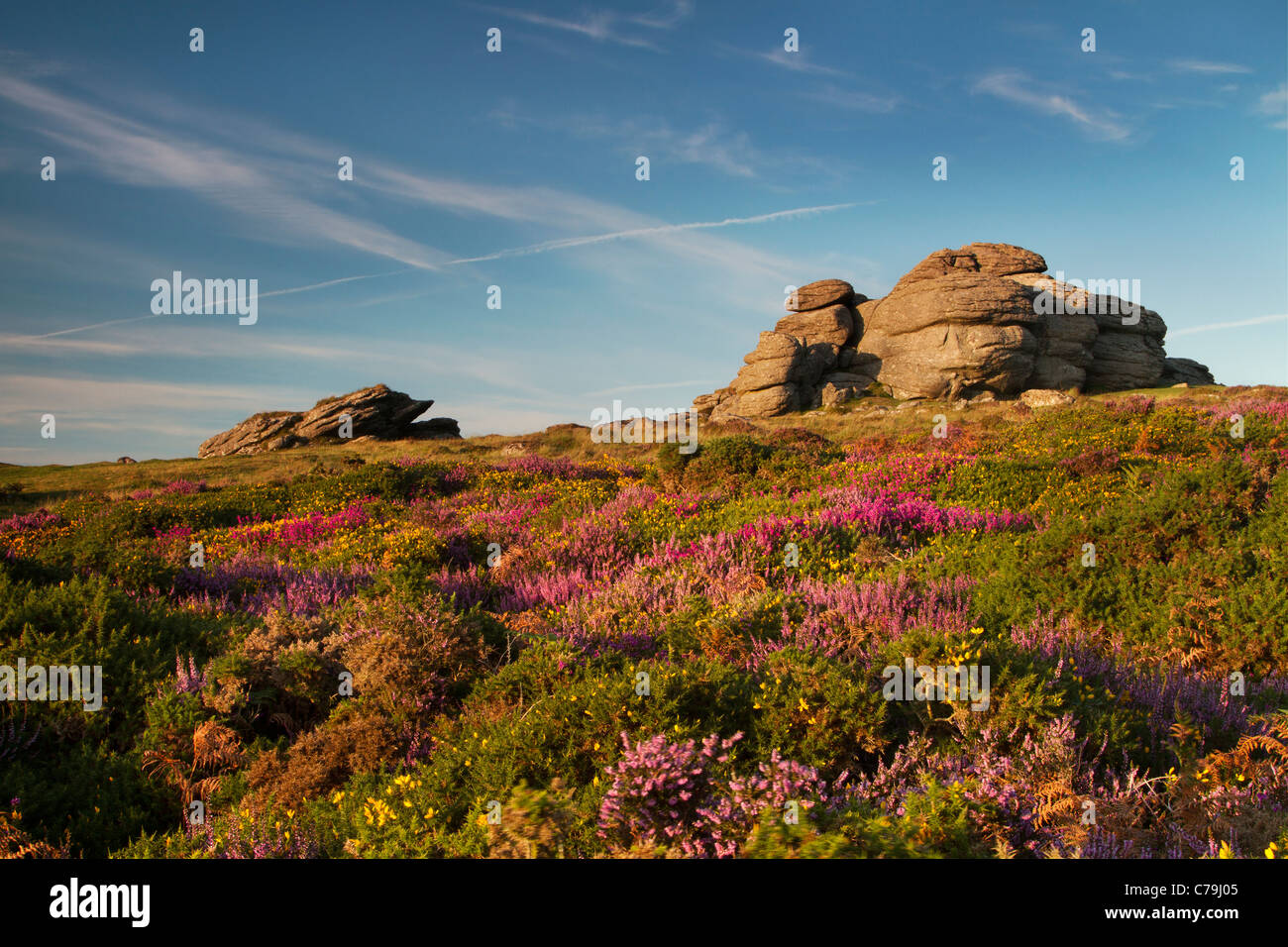 Sella Tor su Dartmoor in tarda estate con ginestre ed erica in fiore Foto Stock