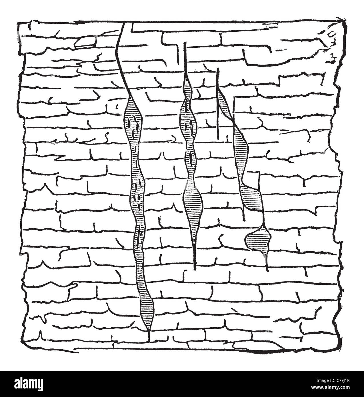 Vena geologica, illustrazione che mostra gash verticale vene di minerale di piombo (ombreggiata) all'interno di galena (non ombreggiate). Foto Stock