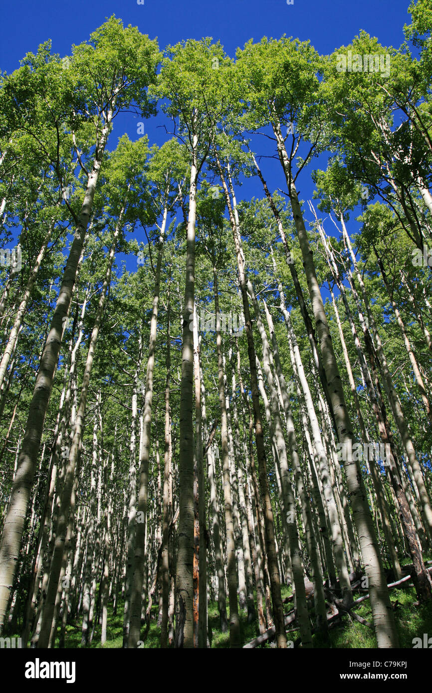 L'immagine verticale guardando verso la sommità di un Aspen Grove in primavera con fresche foglie verdi Foto Stock