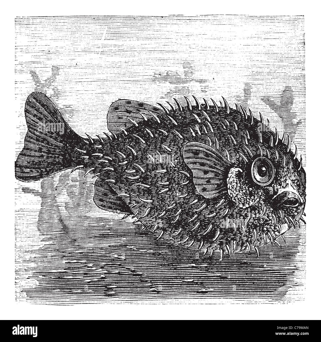 Lungo la colonna vertebrale pesce istrice o spinosa pesce palloncino, vintage incisione. Vecchie illustrazioni incise a lungo la colonna vertebrale pesce istrice. Foto Stock