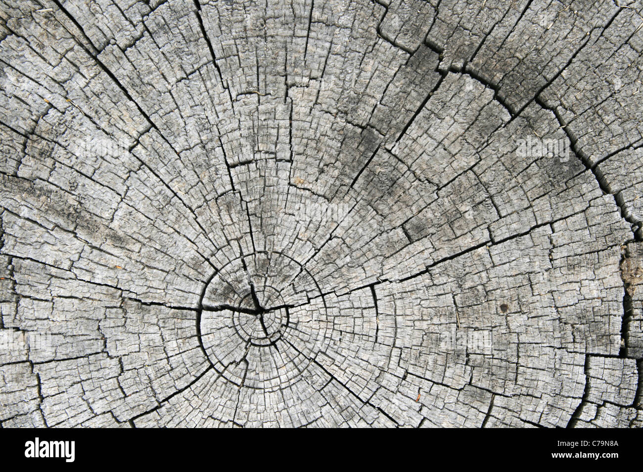 Gli anelli di crescita e degli spacchi radiali sulla estremità di un grigio sawed finale di log Foto Stock