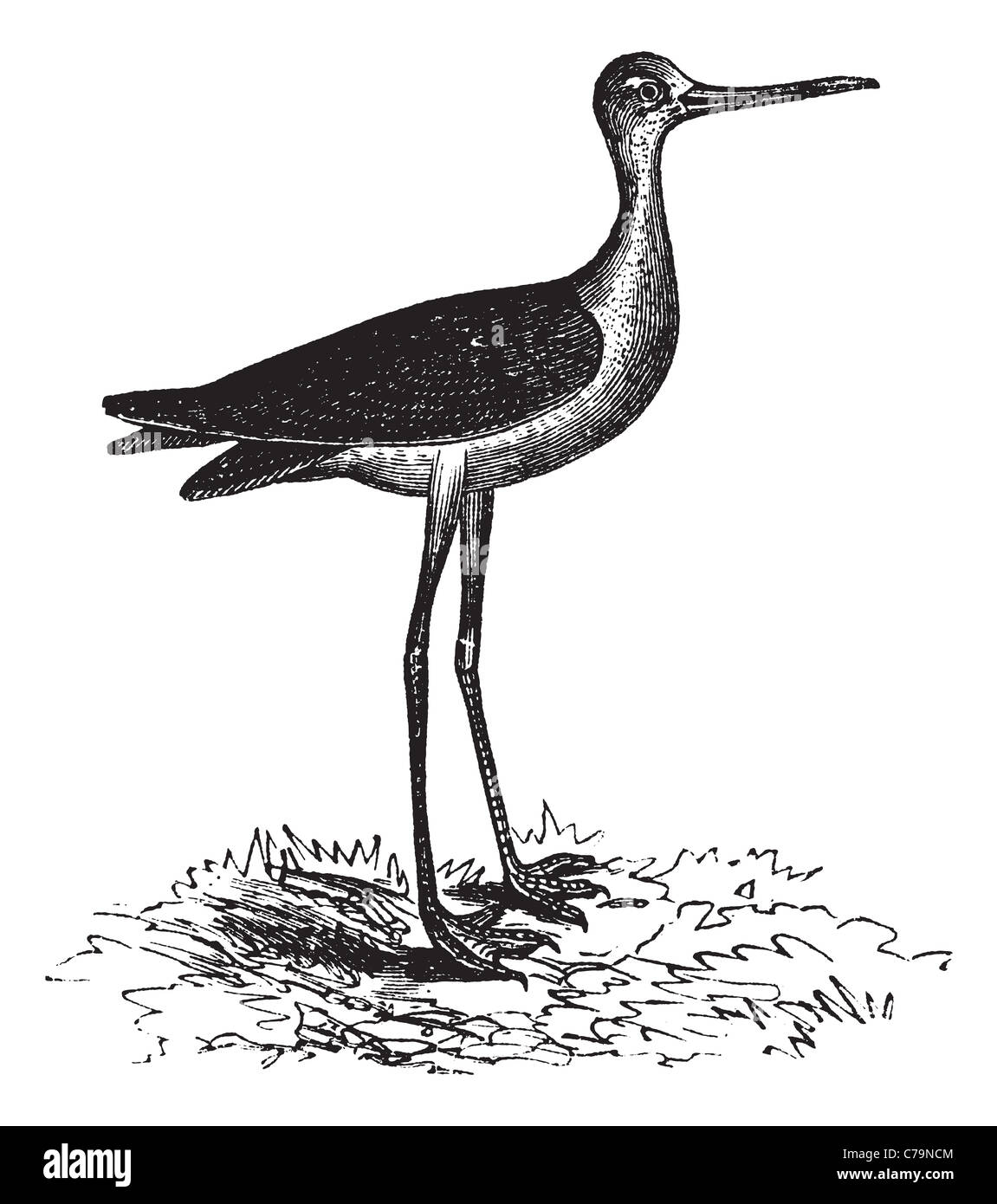 Nero-colli o Stilt Himantopus mexicanus, vintage incisione. Vecchie illustrazioni incise di un nero a collo Stilt. Foto Stock