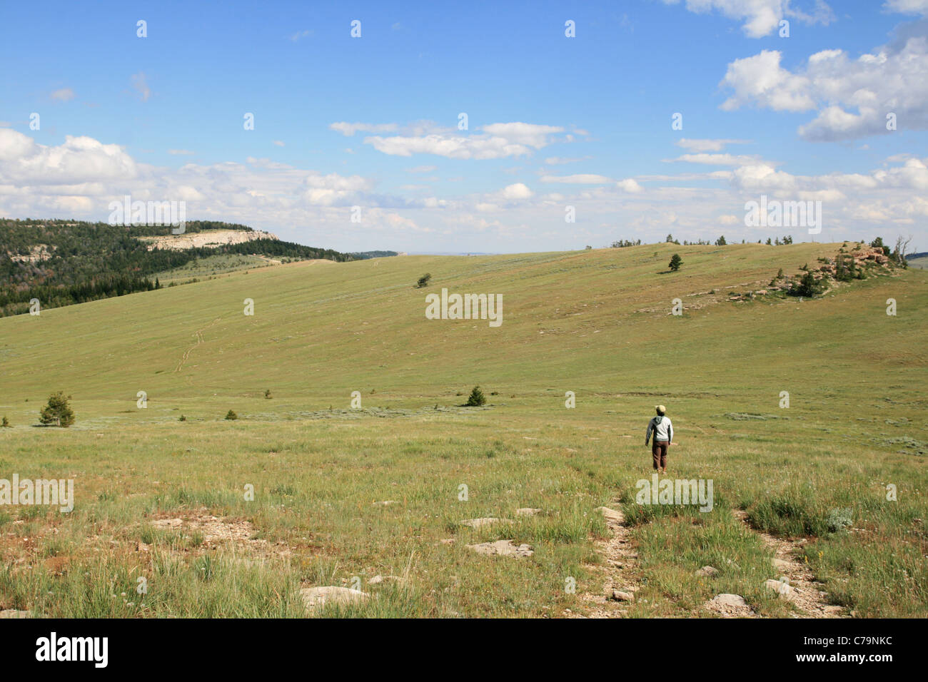 La donna a piedi attraverso un alto prato di iris selvatici area della montagna di calcare, Wyoming Foto Stock