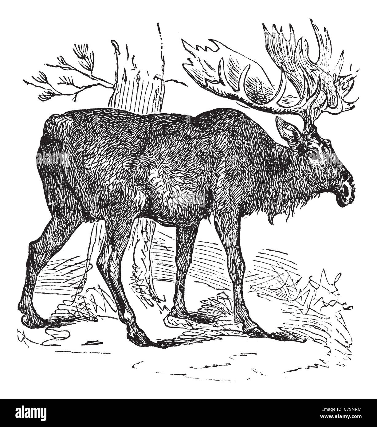 Alci o Eurasian elk o Alces alces, vintage incisione. Vecchie illustrazioni incise di alci. Foto Stock