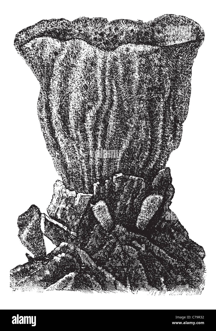 Spugna attaccato ad un substrato di roccia, vintage illustrazioni incise. Trousset enciclopedia (1886 - 1891). Foto Stock