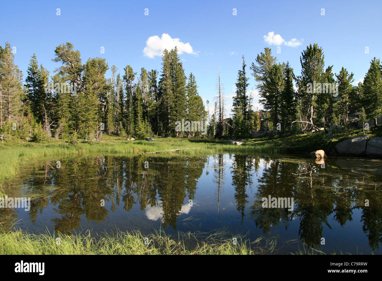 Deserto lago con la riflessione di alberi di pino Foto Stock