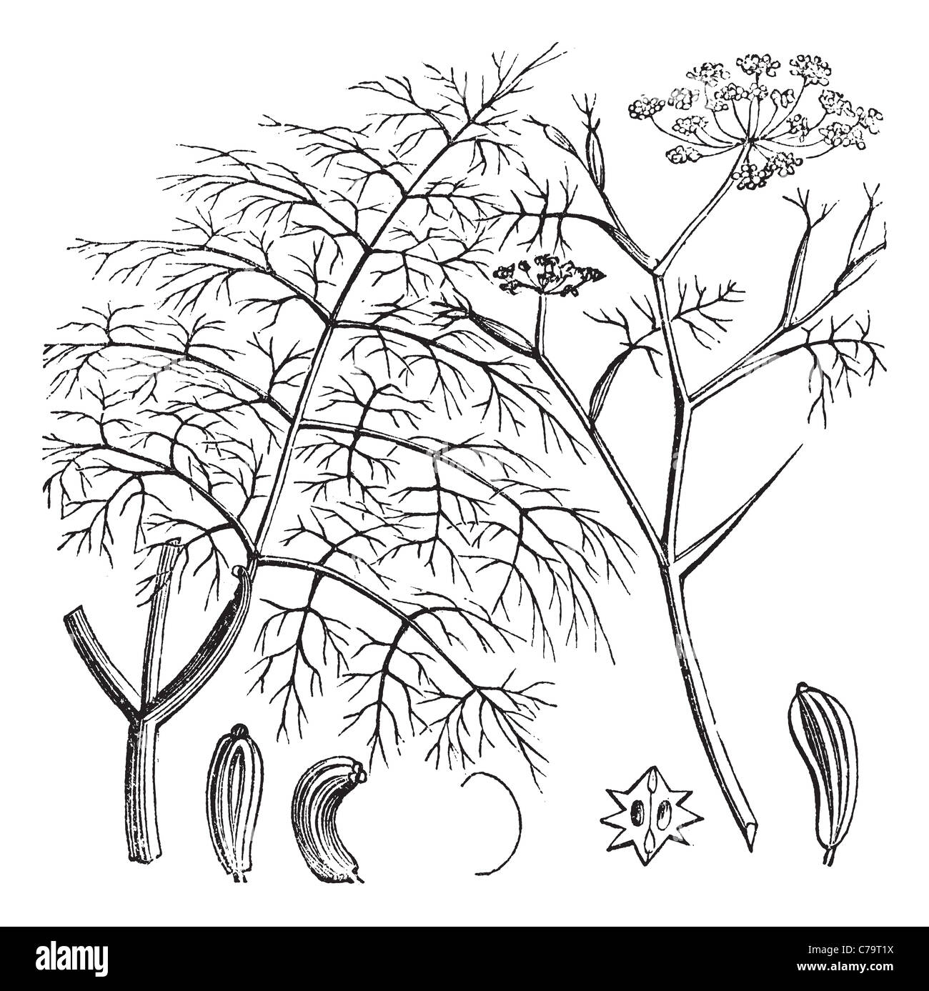 Comune o finocchio Foeniculum vulgare, vintage incisione. Vecchie illustrazioni incise di un comune che mostra di finocchio Semi (fondo). Foto Stock