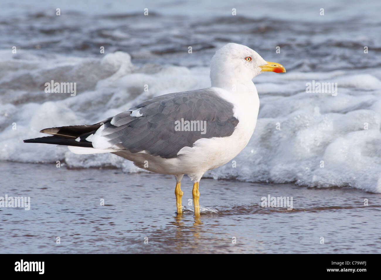 Seagull in piedi in mare Foto Stock