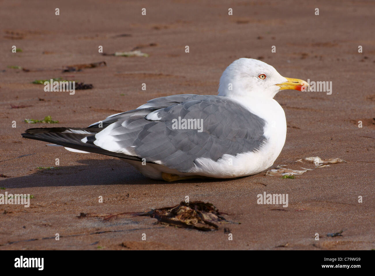 Seagull sdraiato sulla spiaggia Foto Stock