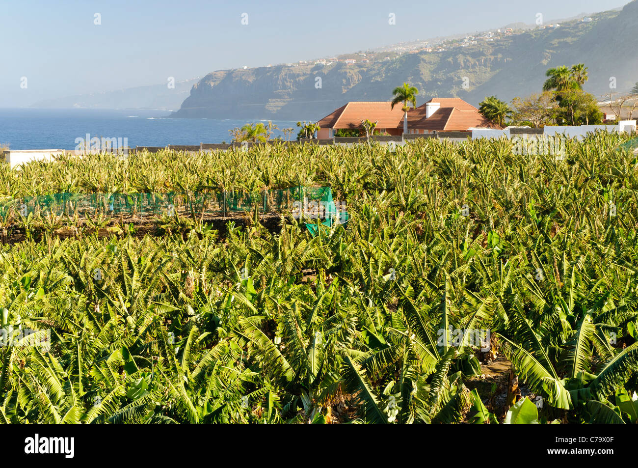 Piantagione di banane della costa, Puerto de la Cruz, Tenerife, Isole Canarie, Spagna, Europa Foto Stock