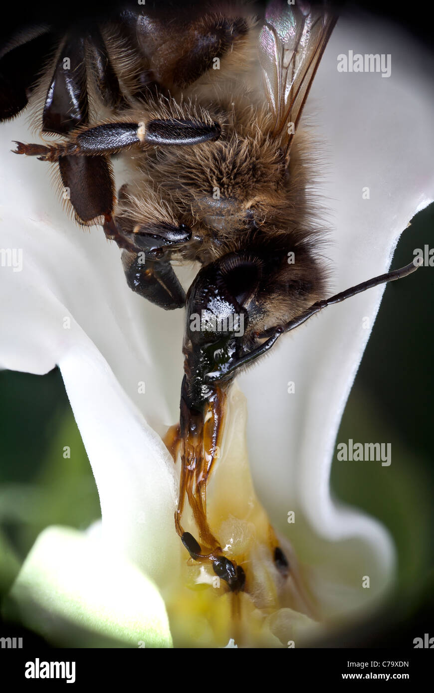 Un ape (Apis mellifera) morti da esaurimento dopo essere intrappolati da un vitigno crudele fiore (Araujia sericifera). Foto Stock
