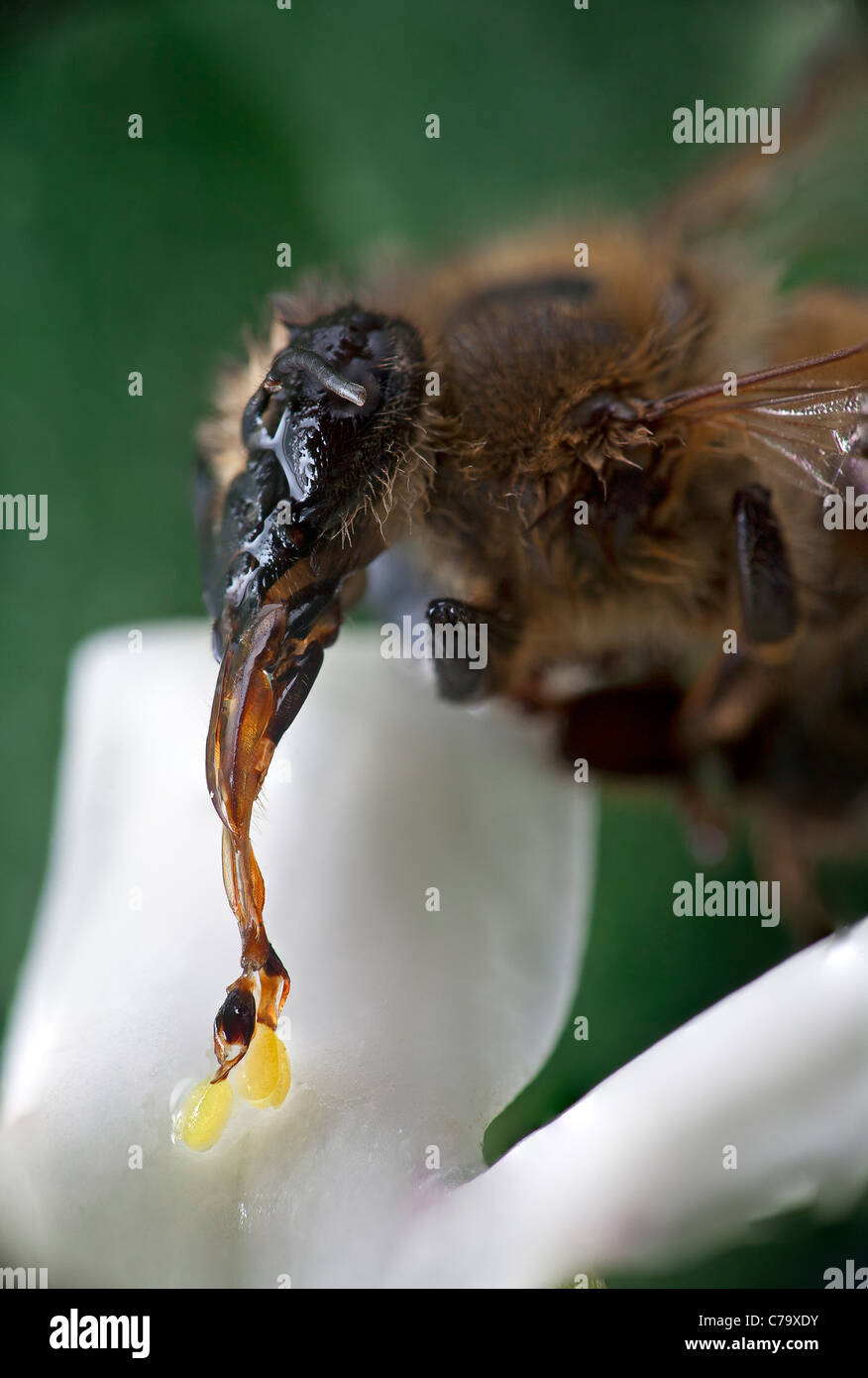 Un ape (Apis mellifera) morti da esaurimento dopo essere intrappolati da un vitigno crudele fiore (Araujia sericifera). Foto Stock