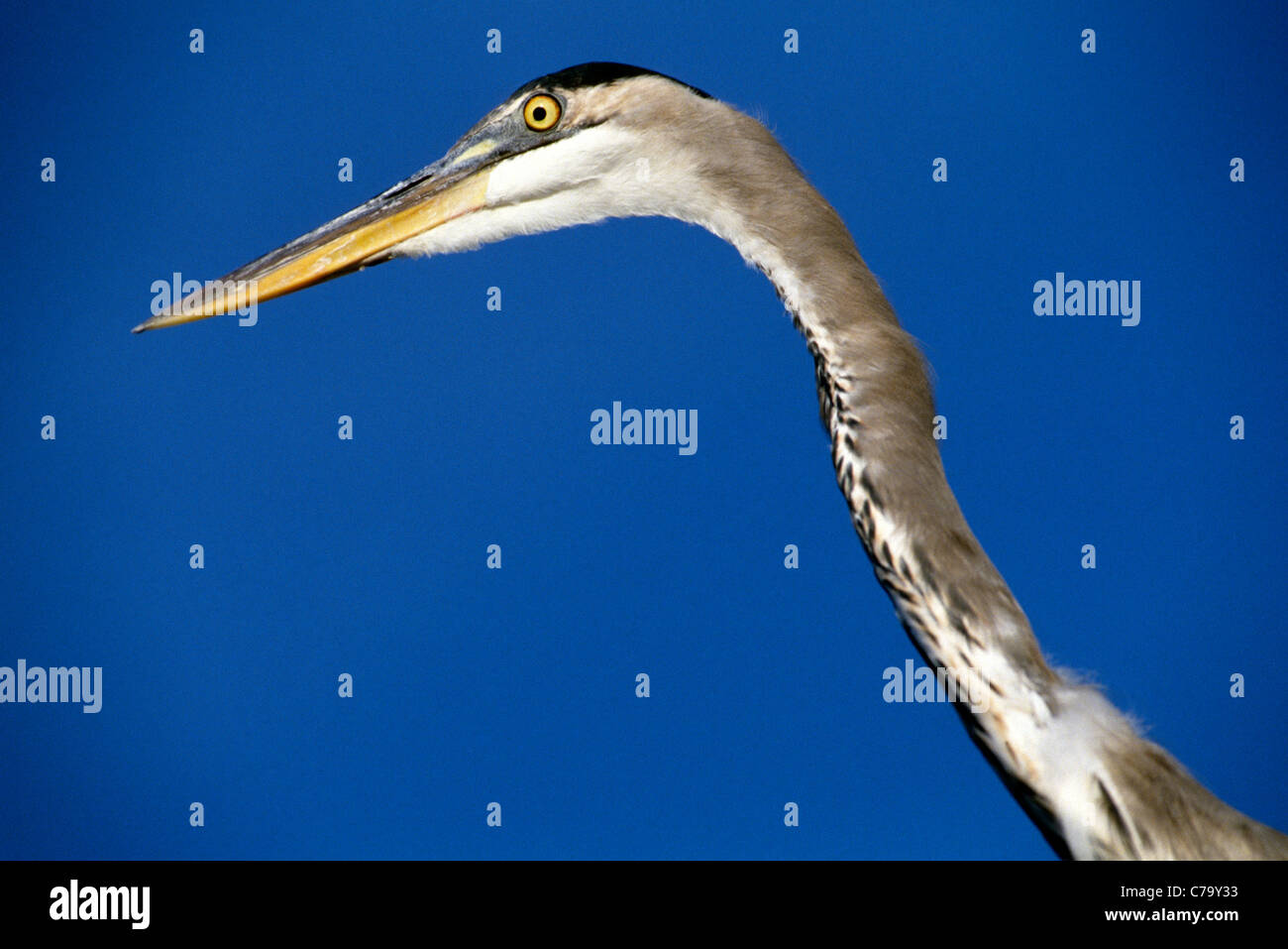 Il grande airone cenerino, segnato da un lungo collo, è il più grande heron in Nord America. Questo ritratto mostra la sua testa e collo contro un cielo blu. Foto Stock