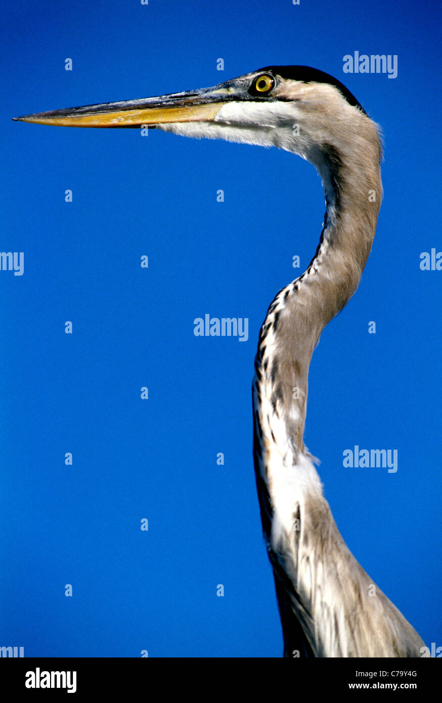 Il grande airone cenerino, segnato da un lungo collo, è il più grande heron in Nord America. Questo ritratto mostra la sua testa e collo contro un cielo blu. Foto Stock