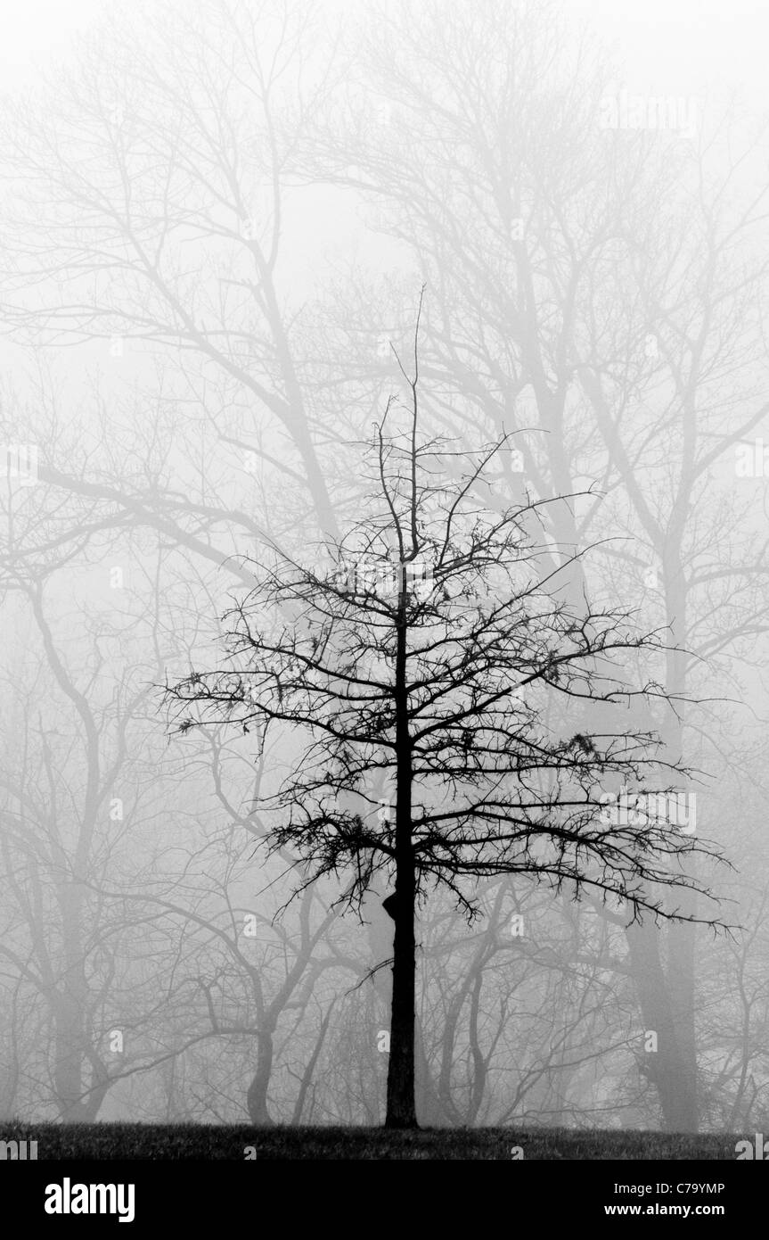Immagine in bianco e nero di albero nella nebbia nella contea di Oldham, Kentucky Foto Stock