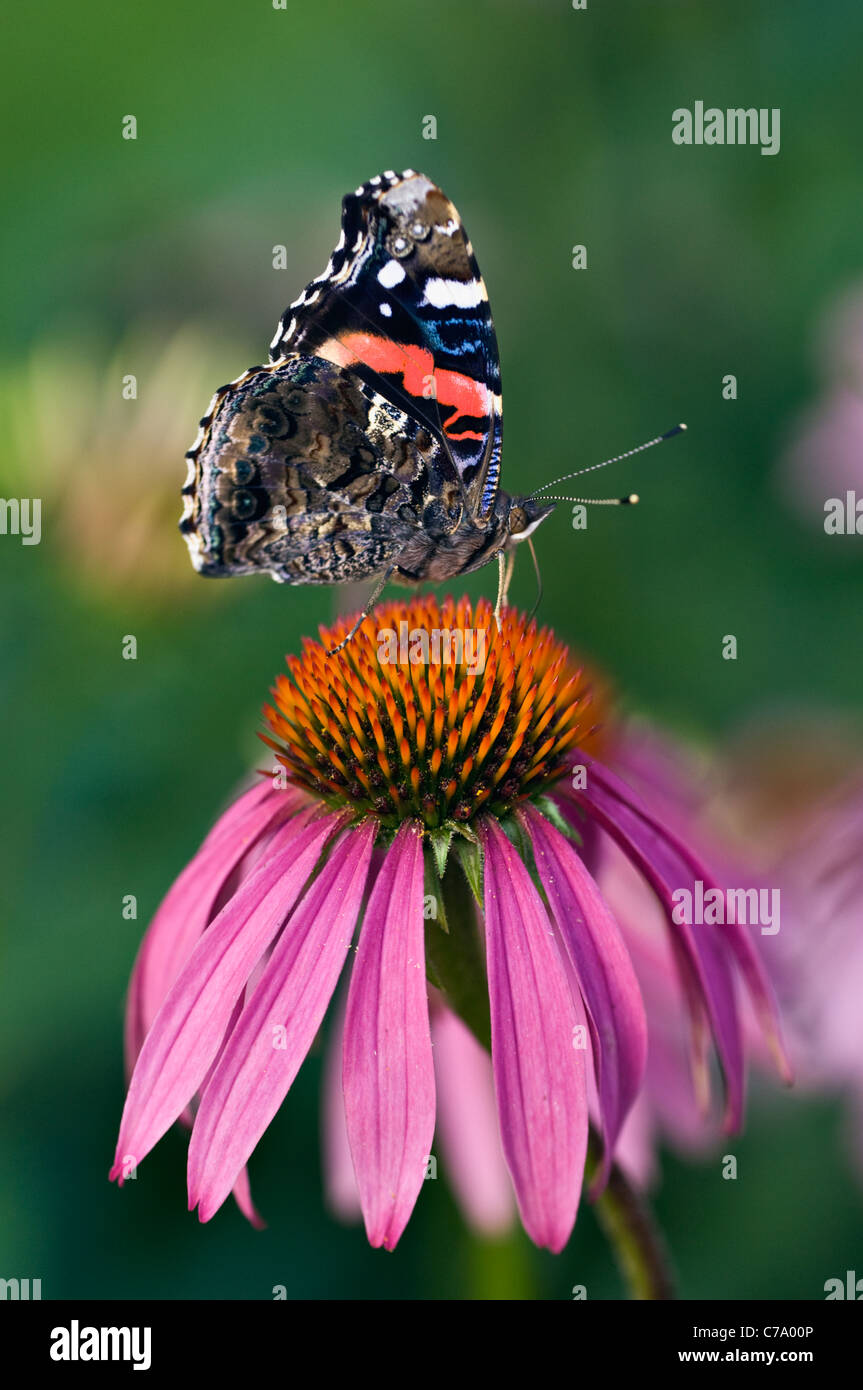 Red Admiral Butterfly su Purple Coneflower in Floyd County, Indiana Foto Stock