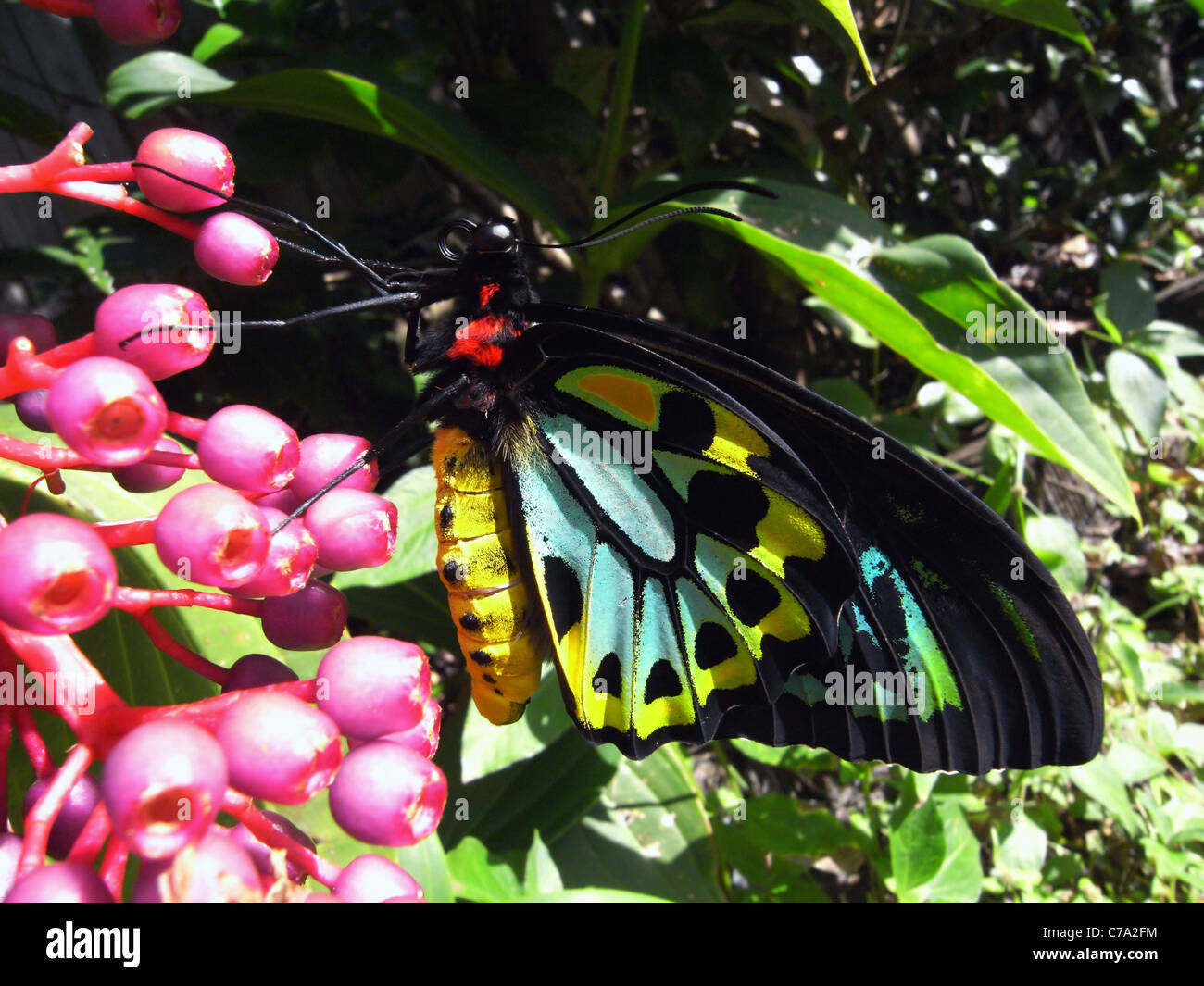 Appena emerso maschio Papilionidae Cairns butterfly (Ornithoptera euphorion) su Medinilla sp. bacche, Cairns, Queensland, Australia Foto Stock