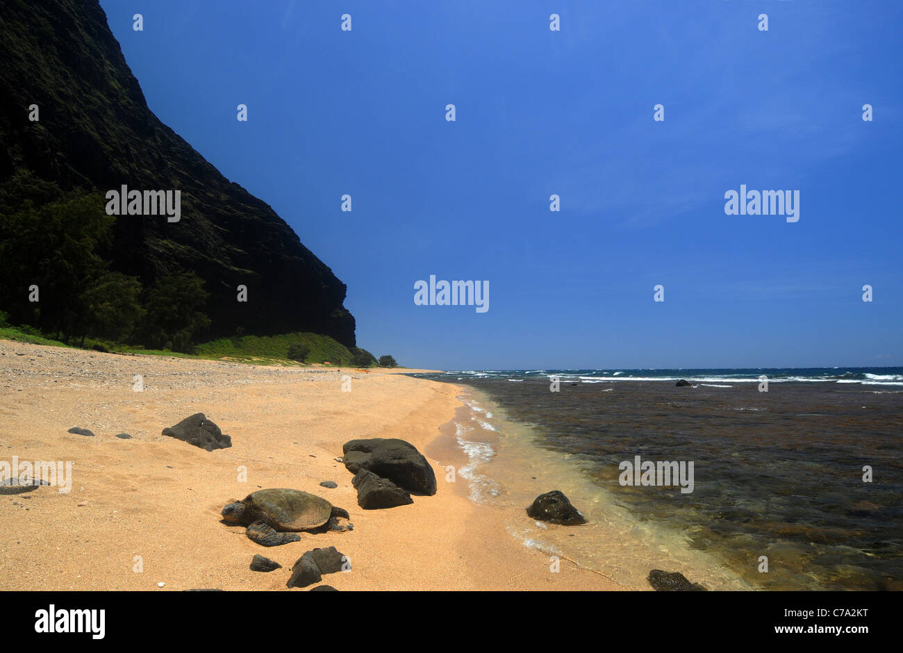 Tartaruga Verde (Chelonia Mydas) crogiolarsi sulla spiaggia Milolii, Costa di Na Pali del Parco Statale di Kauai, Hawaii, STATI UNITI D'AMERICA Foto Stock