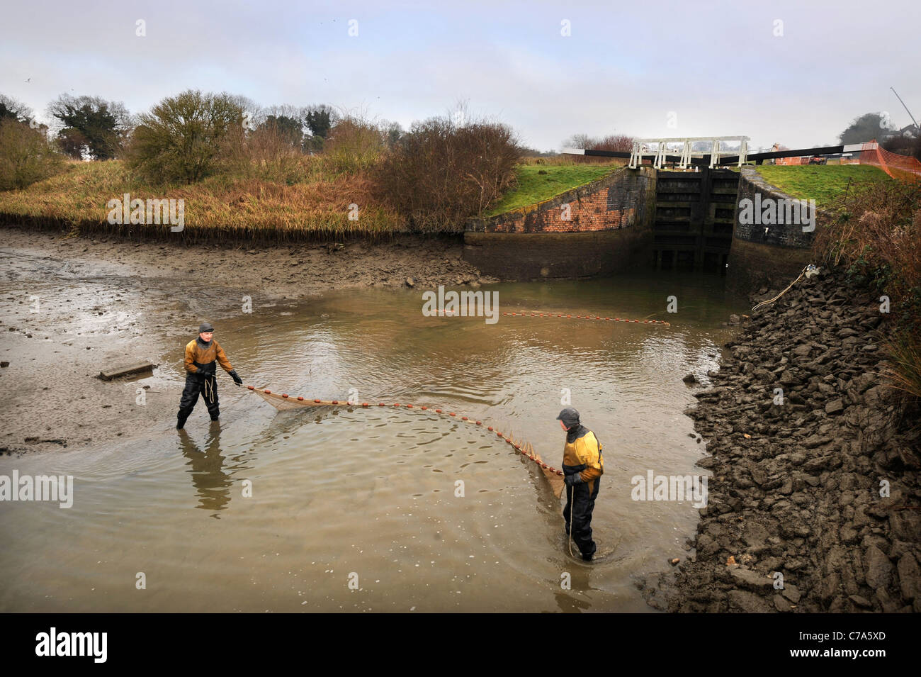 British Waterways ecologisti svuotare il lato stagni di Caen Hill Volo di blocco vicino a Devizes, Wiltshire per rimuovere il pesce sovraffollate st Foto Stock