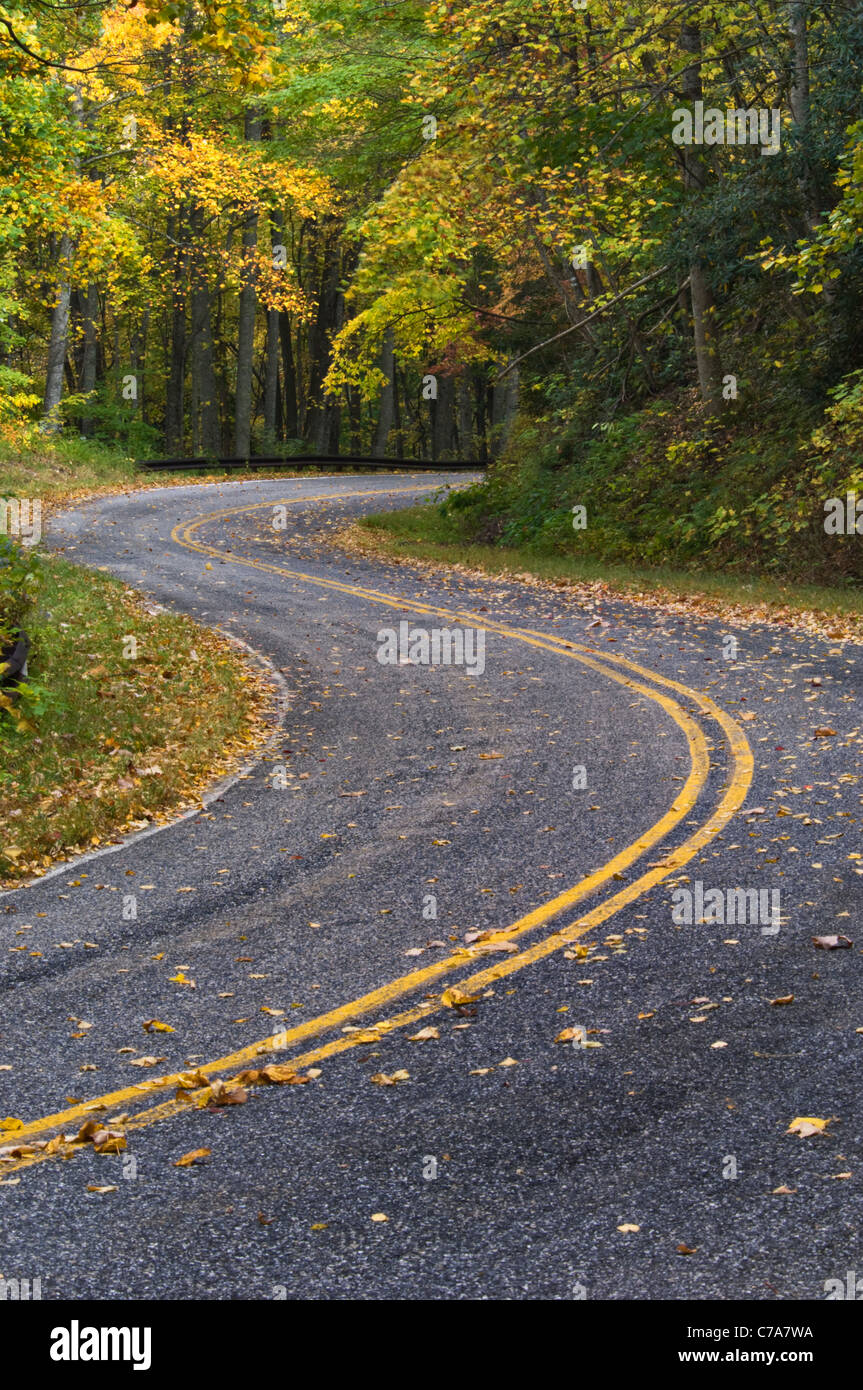 La strada attraverso Joyce Kilmer Memoriale della foresta nel Nantahala Foresta Nazionale nella contea di Graham, Carolina del Nord Foto Stock