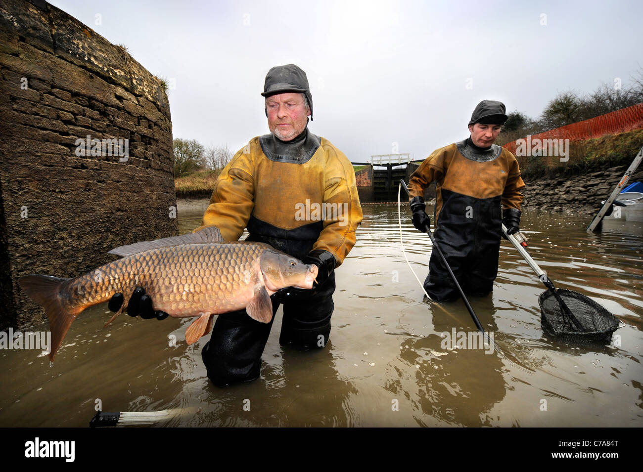 British Waterways ecologisti svuotare il lato stagni di Caen Hill Volo di blocco vicino a Devizes, Wiltshire per rimuovere il pesce sovraffollate st Foto Stock