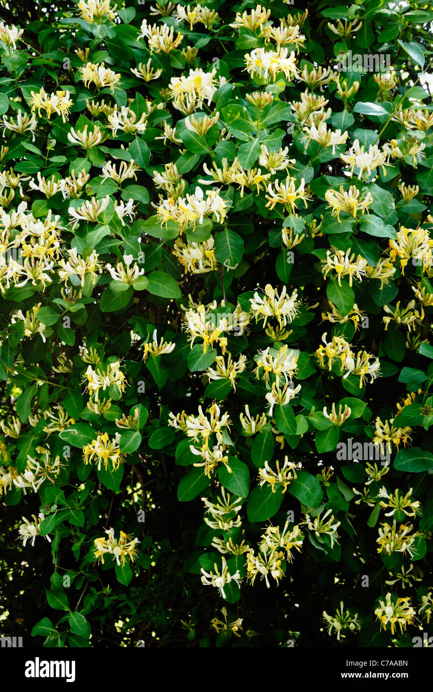 Lonicera periclymenum, caprifoglio fiori, Galles. Foto Stock