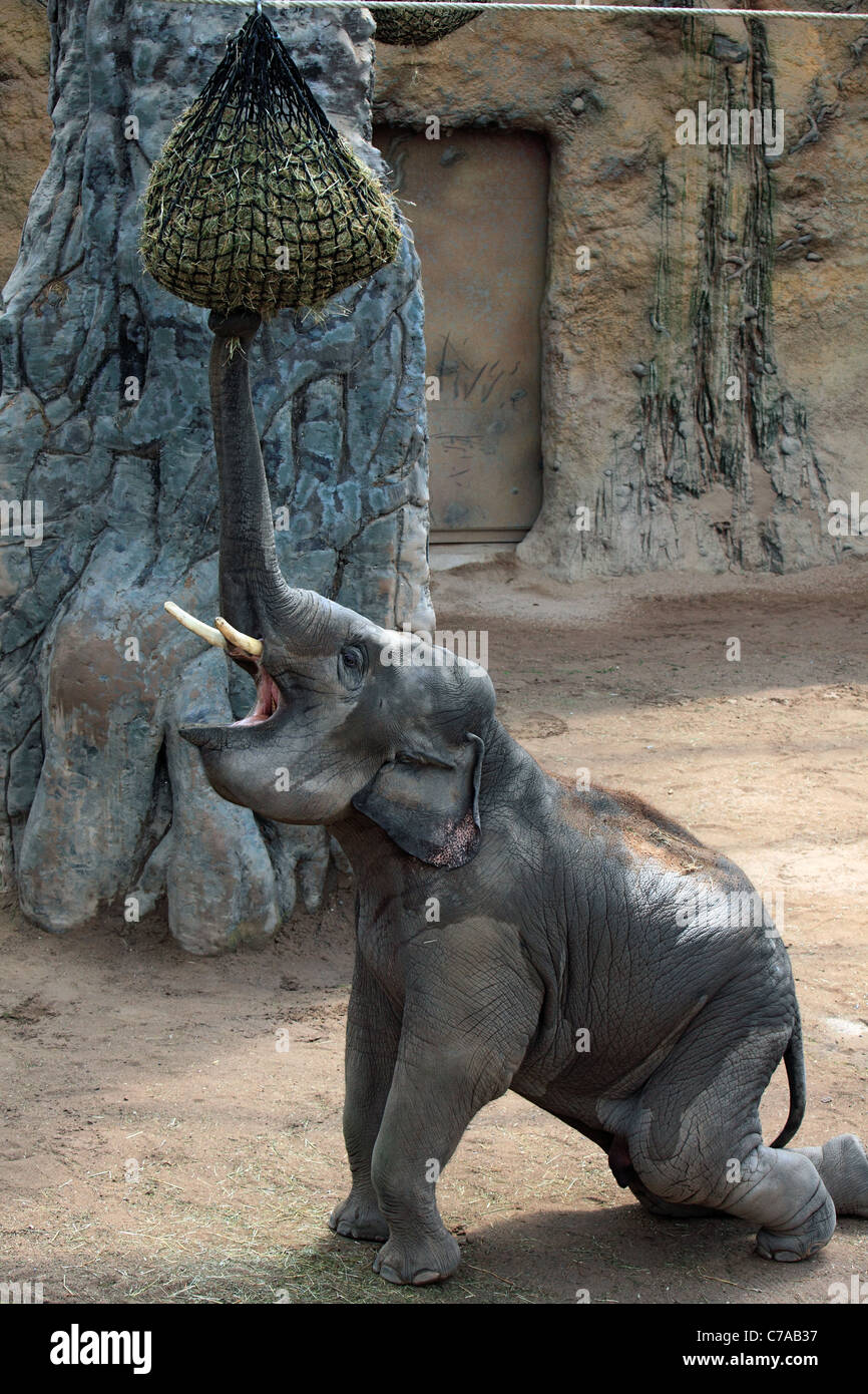 D-Heidelberg, Neckar, area Rhine-Neckar, riserva naturale Neckartal-Odenwald, Bergstrasse, Odenwald, Baden-Wuerttemberg, D-Heidelberg-Neuenheim, Im Neuenheimer Feld, il giardino zoologico di Heidelberg, elefante asiatico, Elephas maximus, alimentazione, cesto di fieno Foto Stock