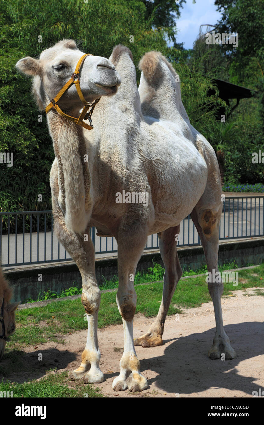 D-Heidelberg, Neckar, area Rhine-Neckar, riserva naturale Neckartal-Odenwald, Bergstrasse, Odenwald, Baden-Wuerttemberg, D-Heidelberg-Neuenheim, Im Neuenheimer Feld, giardino zoologico Heidelberg, domestici Bactrian Camel, Camelus ferus rispettivamente Camelus b Foto Stock